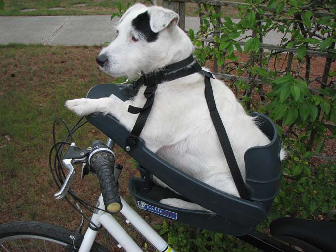 カナダ発・犬用としては初の自転車用ペットシート「Buddyrider 