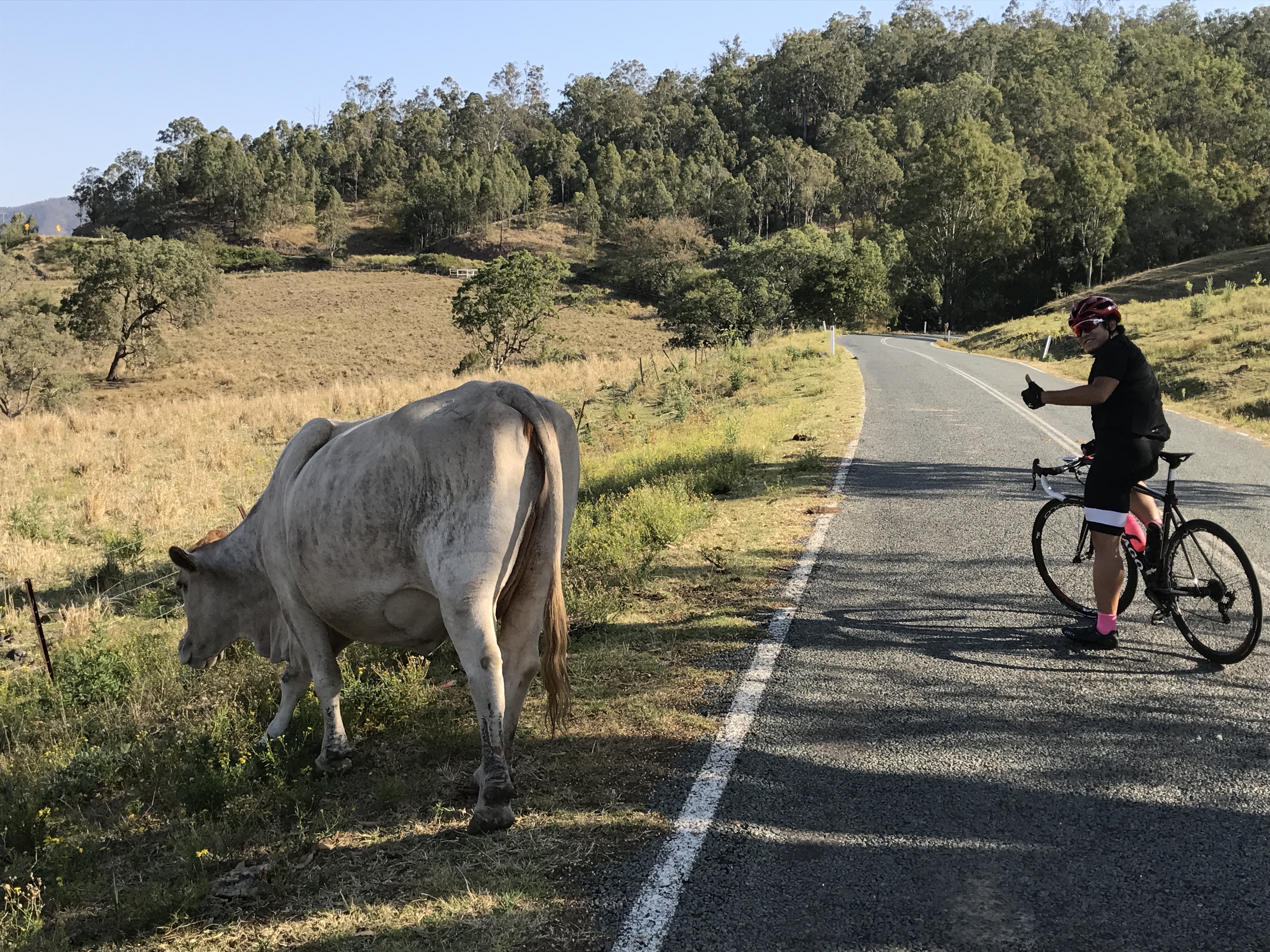 G Day Australia ブリスベンからの自転車だよりvol 14 ラミントン国立公園で動物たちに会うライド サイクルスポーツのニュース サイクルスポーツ Jp