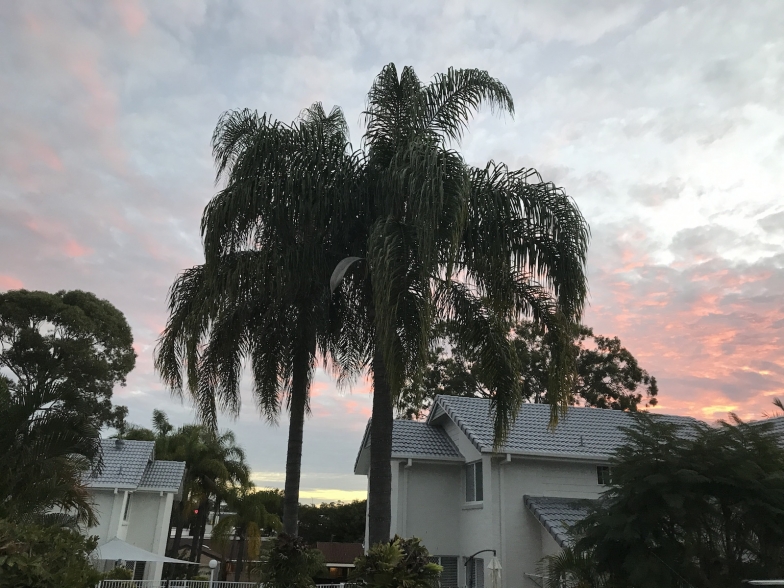 自宅の敷地内にはヤシの木も生えていて、夕焼け空もより一層きれいに