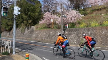 秦野の上りを桜を眺めながらクリア　Photo：Yoko Oya