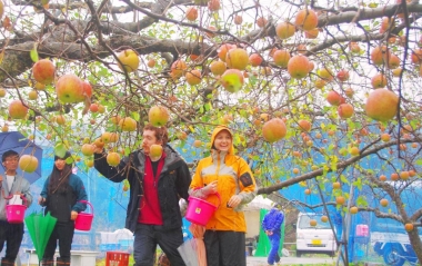 赤来観光りんご園。その場でりんごを食べられる