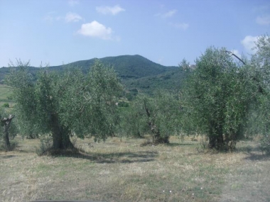 トマジーニの食用オリーブ畑