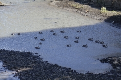 隼人堀川に架かる半縄橋近くの川面で、カモが集まって寒さをしのいでいた
