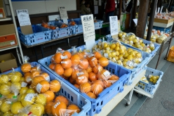 しまなみの駅御島では多種多様な柑橘類を購入することができる。初めて聞く名前のものも
